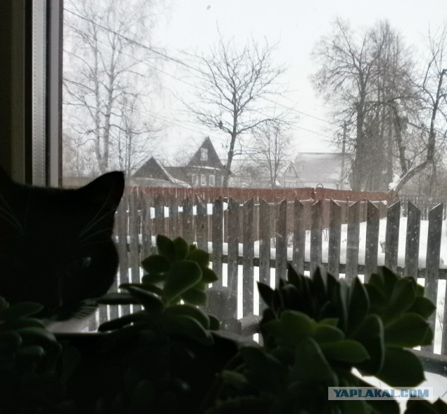 Котовторник  06.03.2018