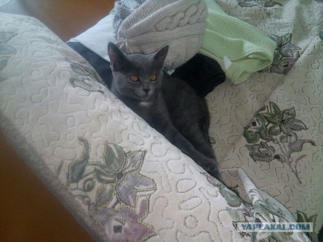 Котовторник 20.03.2018