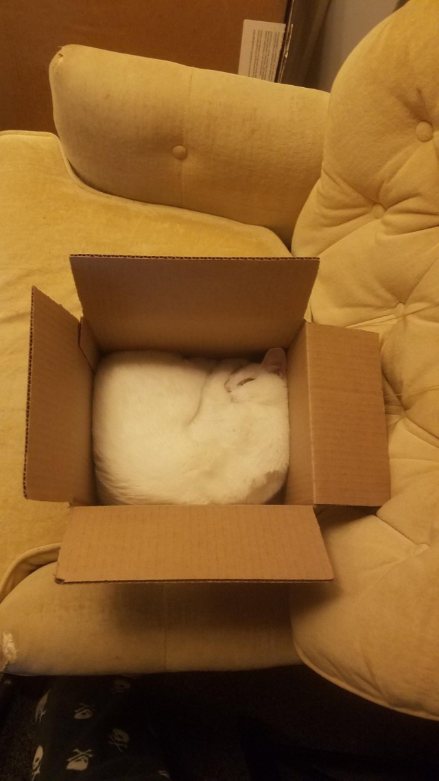Фотобомбы котов