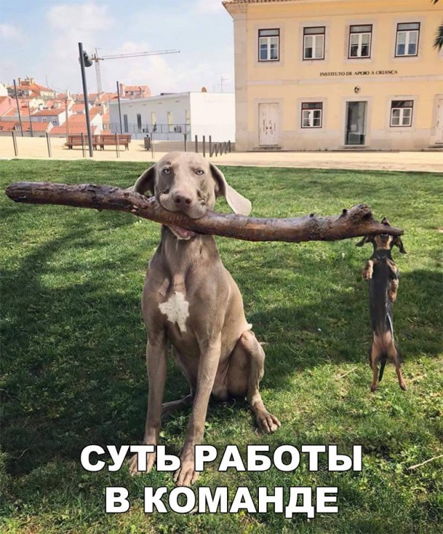 Живность из сети