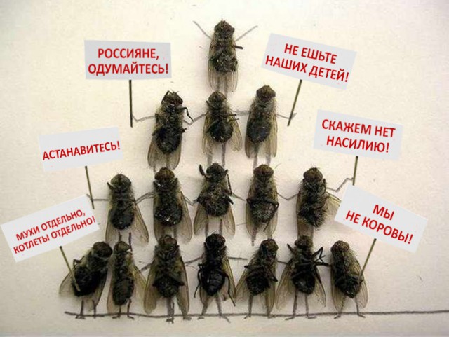 Как избавиться от мух на даче: австралийская мухоловка своими руками