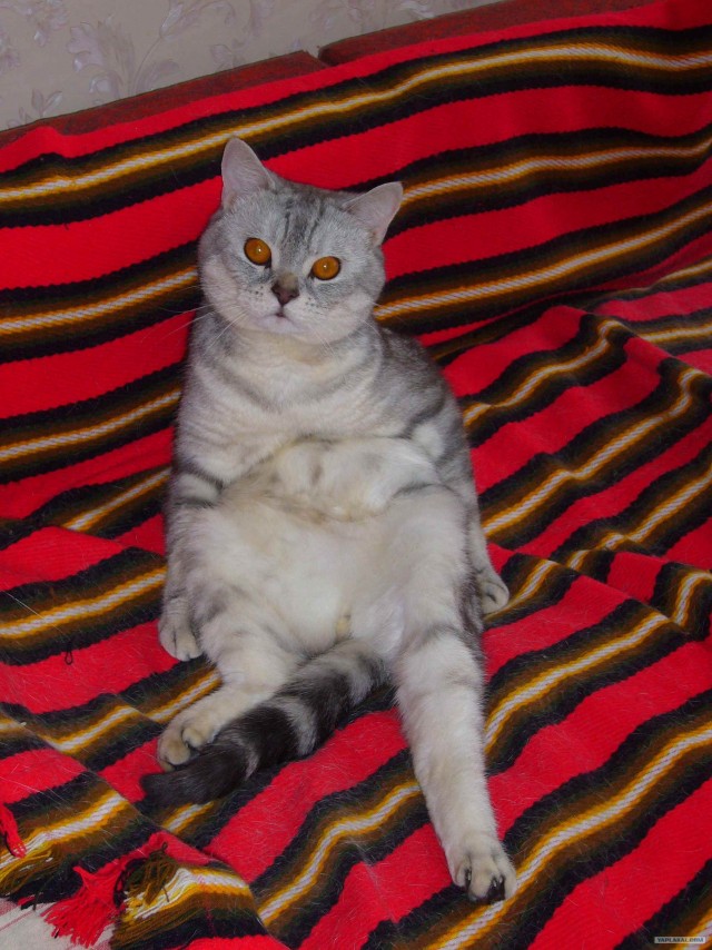 Котовторник (06.01)