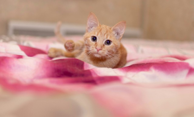 Прикольных котов пост
