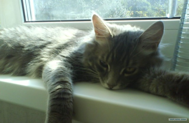 Котовторник  07.06.11