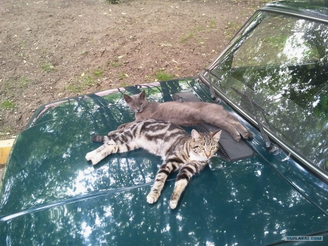 Котовторник! 08.11.11