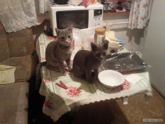 Котовторник (21.02.2012)