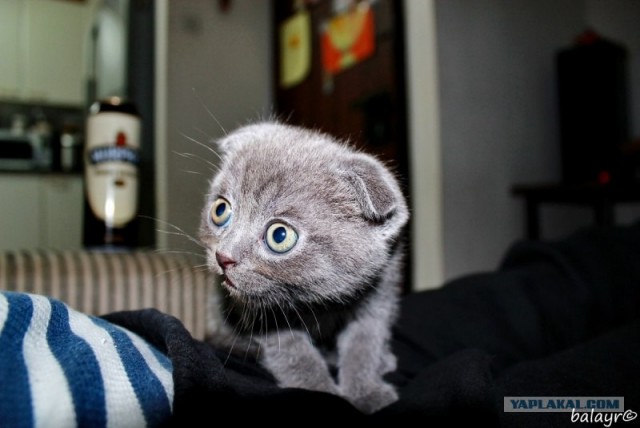 Котовторник! 13.03.2012