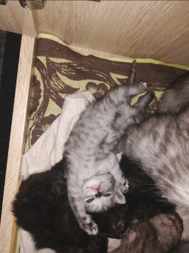 Немного милоты
