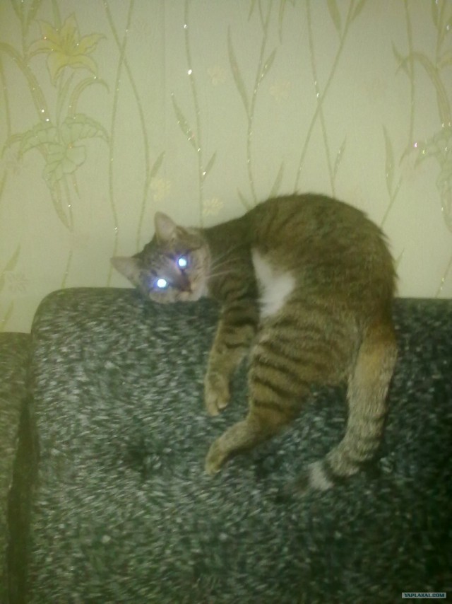 Котовторник 30.10.2012