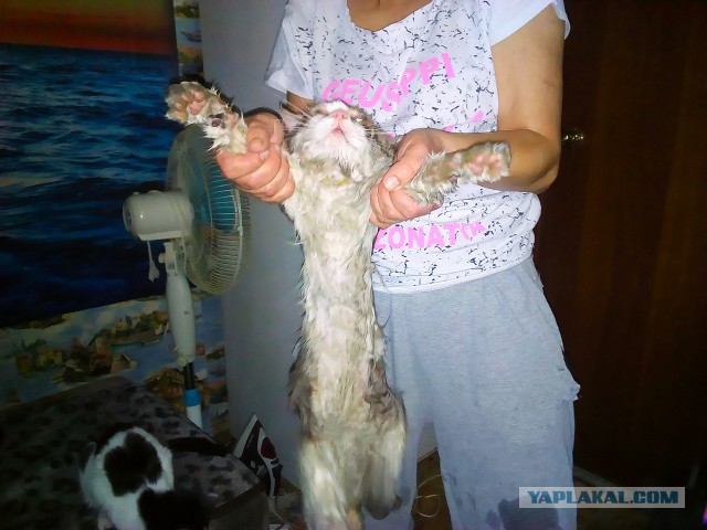 С Днём кошки!