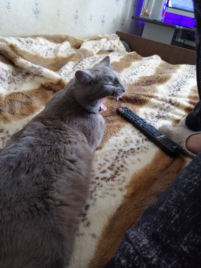 Кошки, которые заснули в самых невообразимых позах
