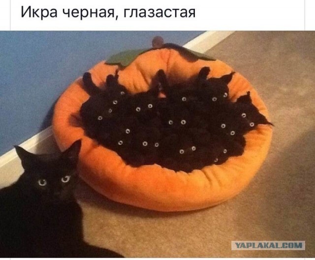Котовторник 03.03.2020