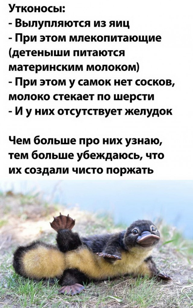 Картинки разные нужны, картинки всякие важны!