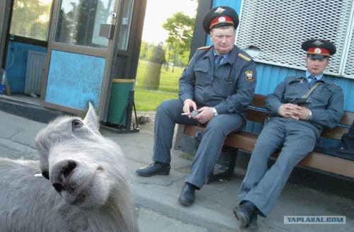 Фотожаба: Готичные супер перцы жгут!