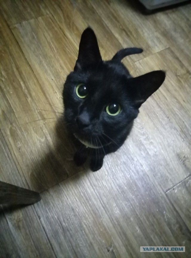 Котовторник.