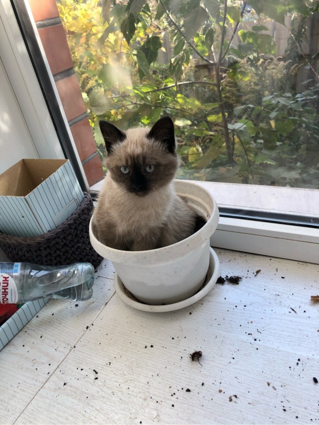 Котовторник 20.10.20