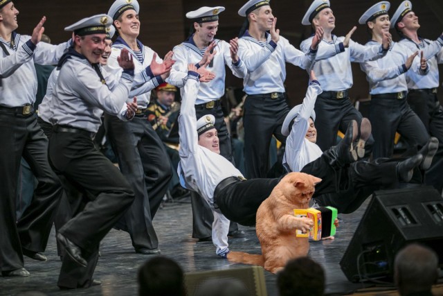 Фотожаба - Кот