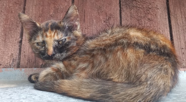 Котовторник 28.09.21