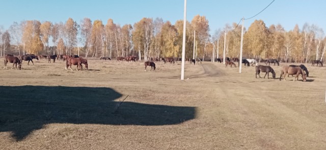 Помогите советом. Бараны на моем участке