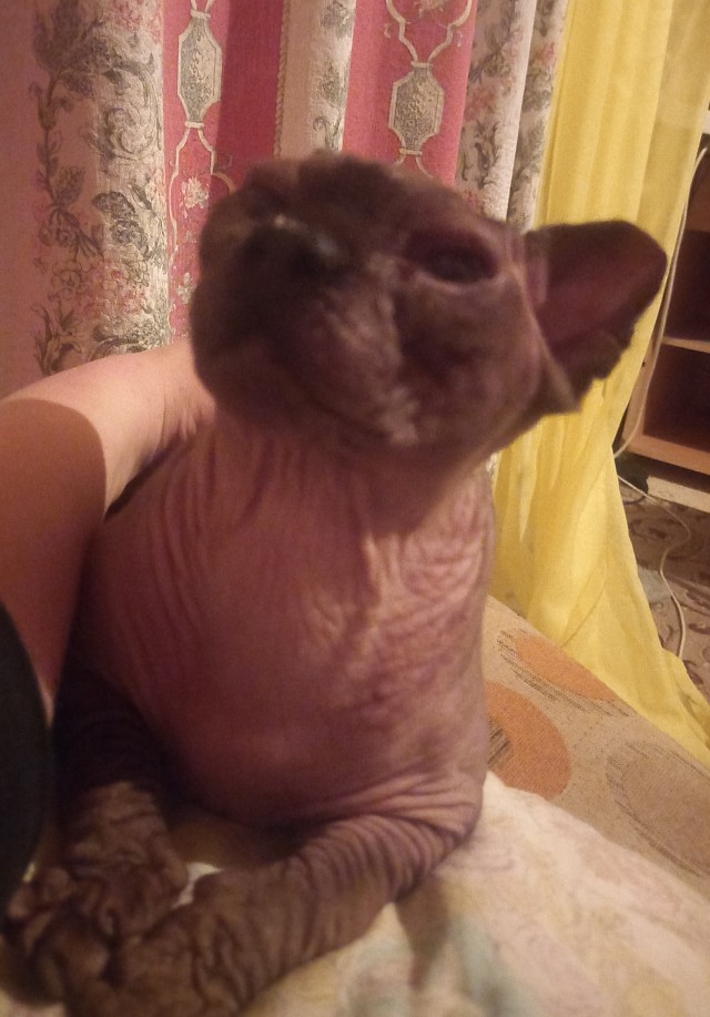 Котовторник