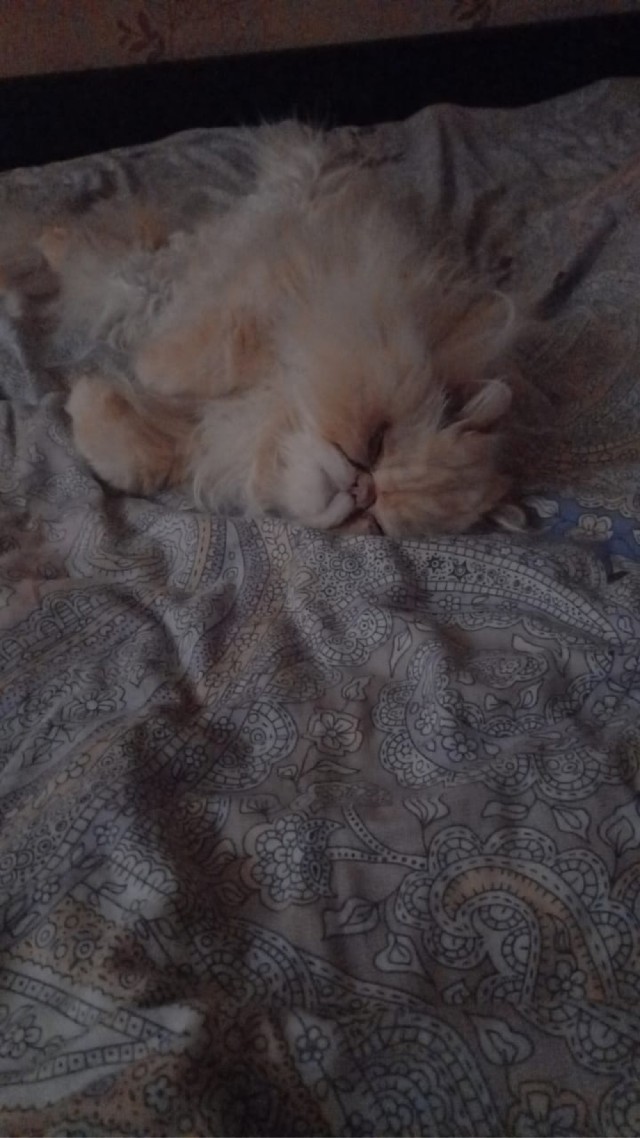 С Котовторником вас! Зовут Чеса!