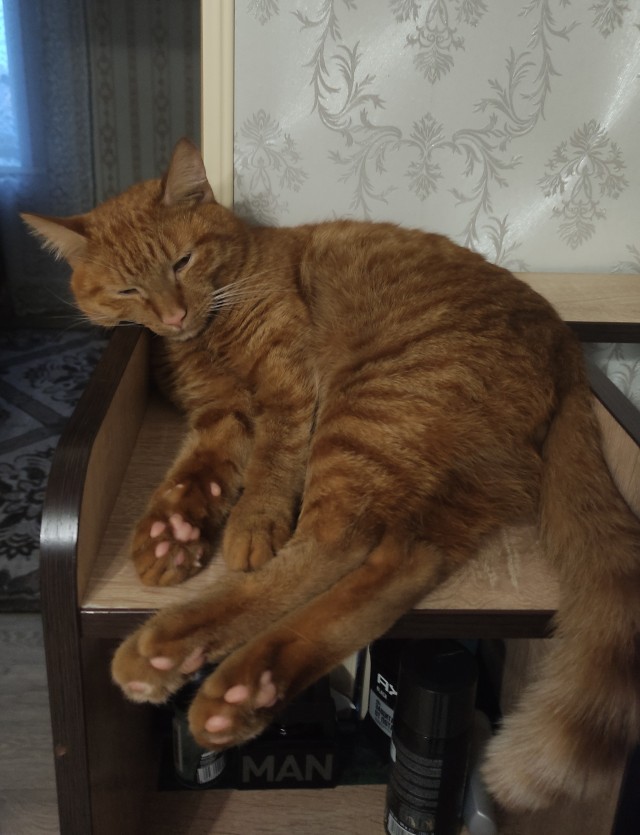 Вторник, ваши коты и кошки в студию