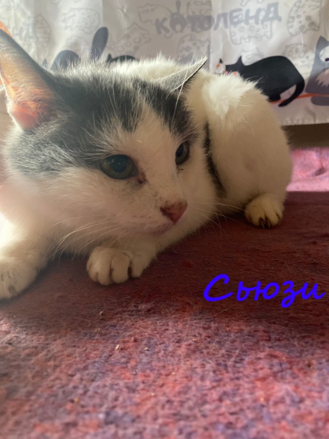 Жизнь домашнего приюта "Котоленд" 380