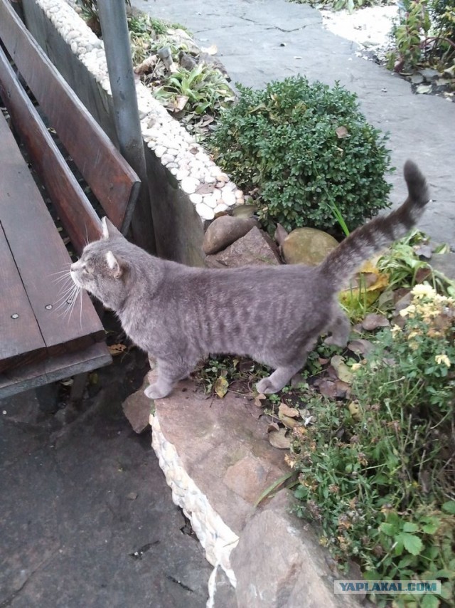 Котовторник 09.04.2013