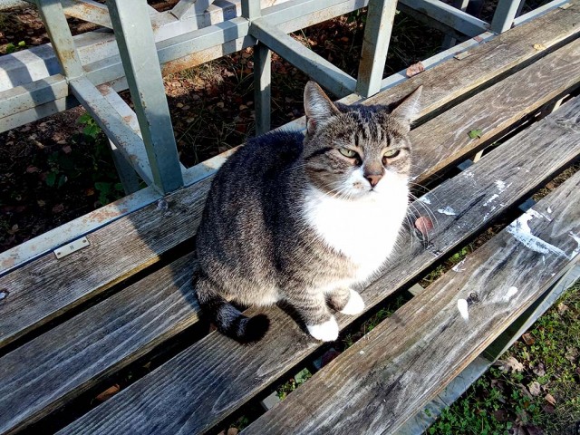 Пушкинские Горы. В доме Довлатова