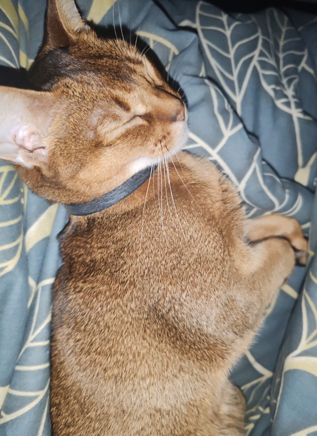 Есений (котовторник)