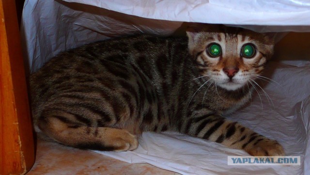О бенгальских котах на наглядном примере