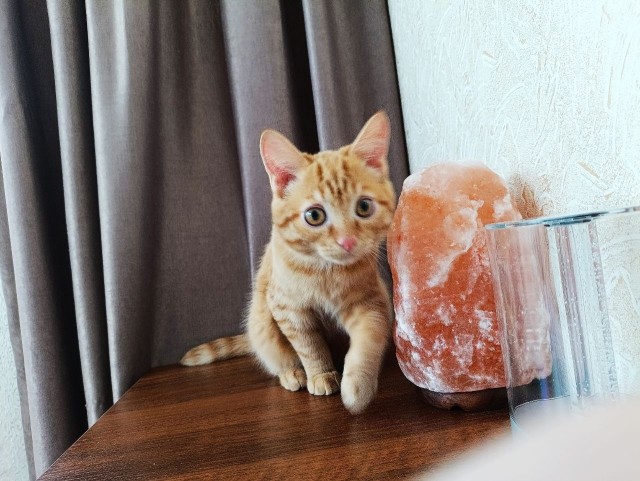 Котовторник.