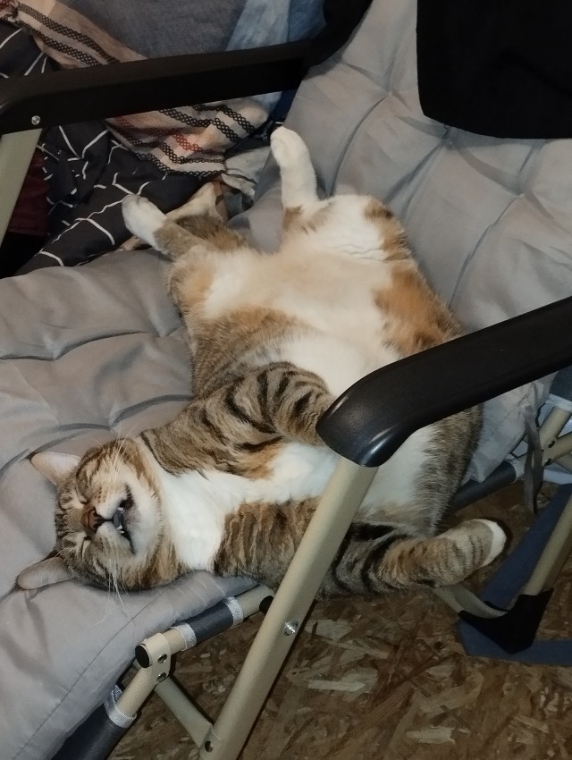 Котовторник 21.10.2025