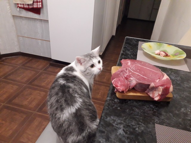 Кото-вторник.