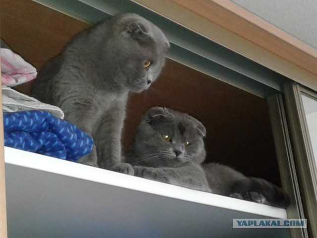 Друзья (котовторник)