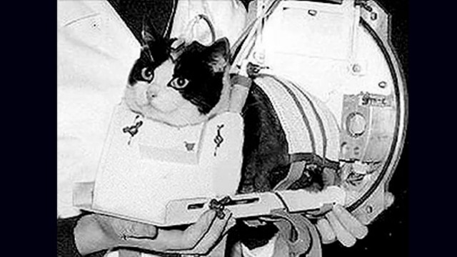 Кошки в невесомости