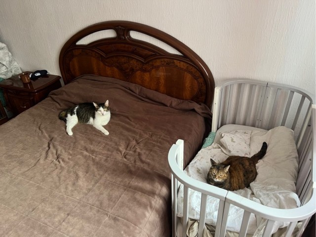 Котовторник.
