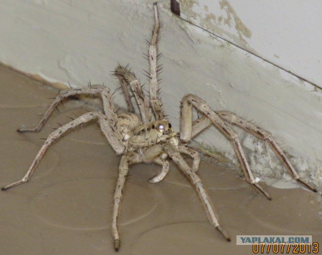 Фаланга – монстр из класса паукообразных