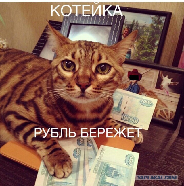 Котовторник 25.02.2014