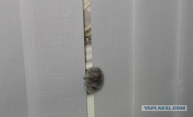 С Котовторником!