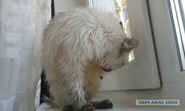 Котовторник 10.06.2014