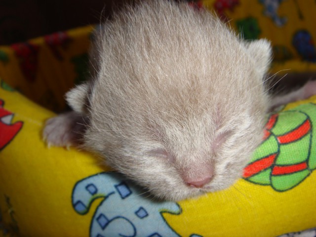 Котовторник 15.07.2014.