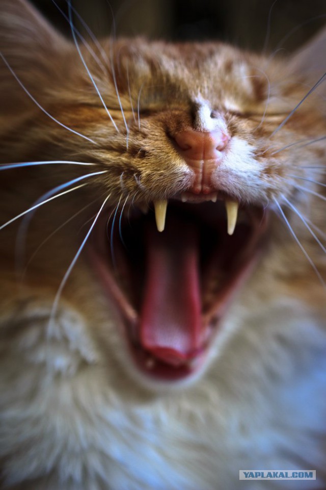 А у тебя есть фото твоей зевающей котейки ?