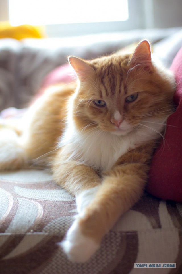 Котовторник 02.09.2014