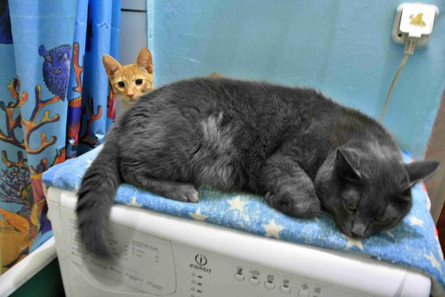Котовторник 02.09.2014