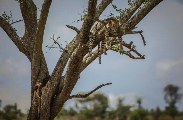 National Geographic,избранное...