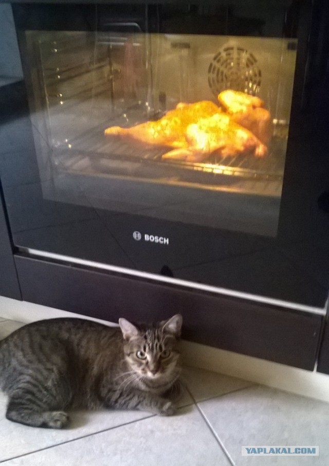 Котовторник 9.12.2014