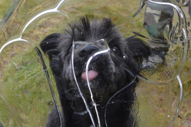 Когда собаки в первый раз увидели снег.