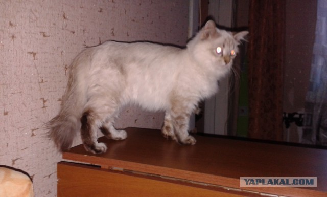 Котовторник 31.03.2015