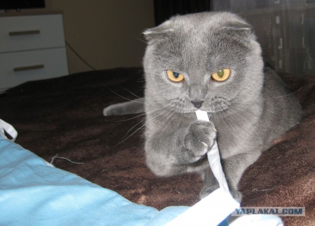 Котовторник 12.03.13